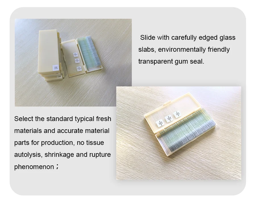Teaching resources Medical science school supplies college student study zoology Parasitology Prepared Microscope Medical Slides