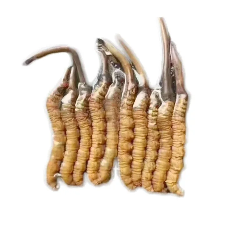 Supply Enchace Immunity Wild Chinese Caterpillar Fungus/Cordyceps Sinensis