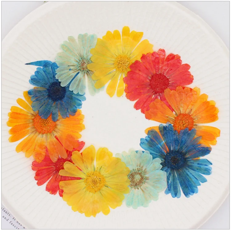 DIY chrysanthemum dried real flower dried flower handmade mobile phone case material children plant specimen embossing