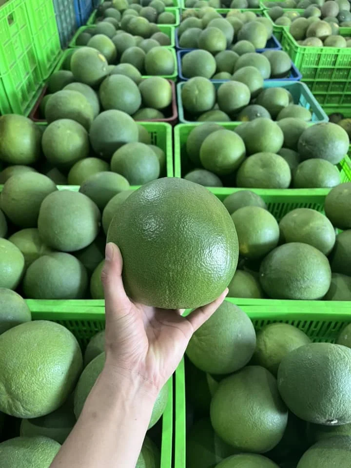 Professional Pomelo Fresh Green skin Pomelo/ Grapefruit from Vietmam To Canada, USA, New Zealand - What.sapp Linda 0084989322607
