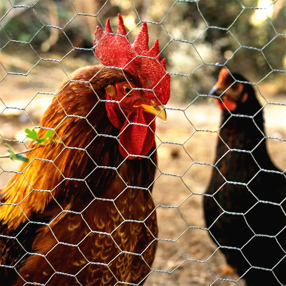 1/2' hole size chicken wire netting / heavy galvanized fish trap hexagonal wire mesh