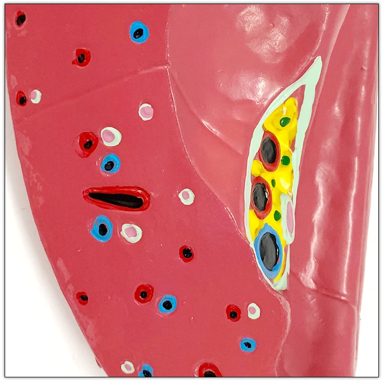 Wholesale Respiratory Artificial Biology Human Anatomical artificial lung Model