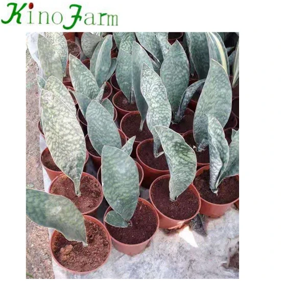 
One Leave Sansevieria 