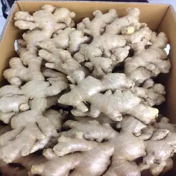 Price Of Export Bulk Wholesale Fresh Young Ginger