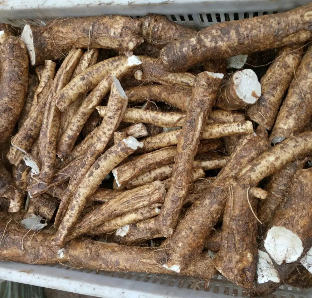 Raw material fresh horseradish roots