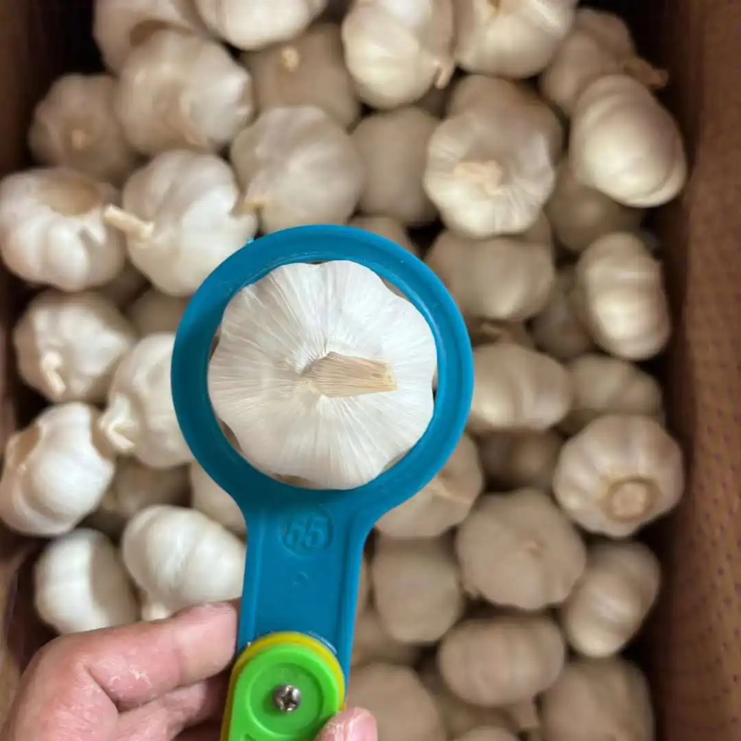 High quality 3.5cm 4.5cm 5.0cm 5.5cm 6.0cm Pure White Shandong Belgium nature grown garlic for sale