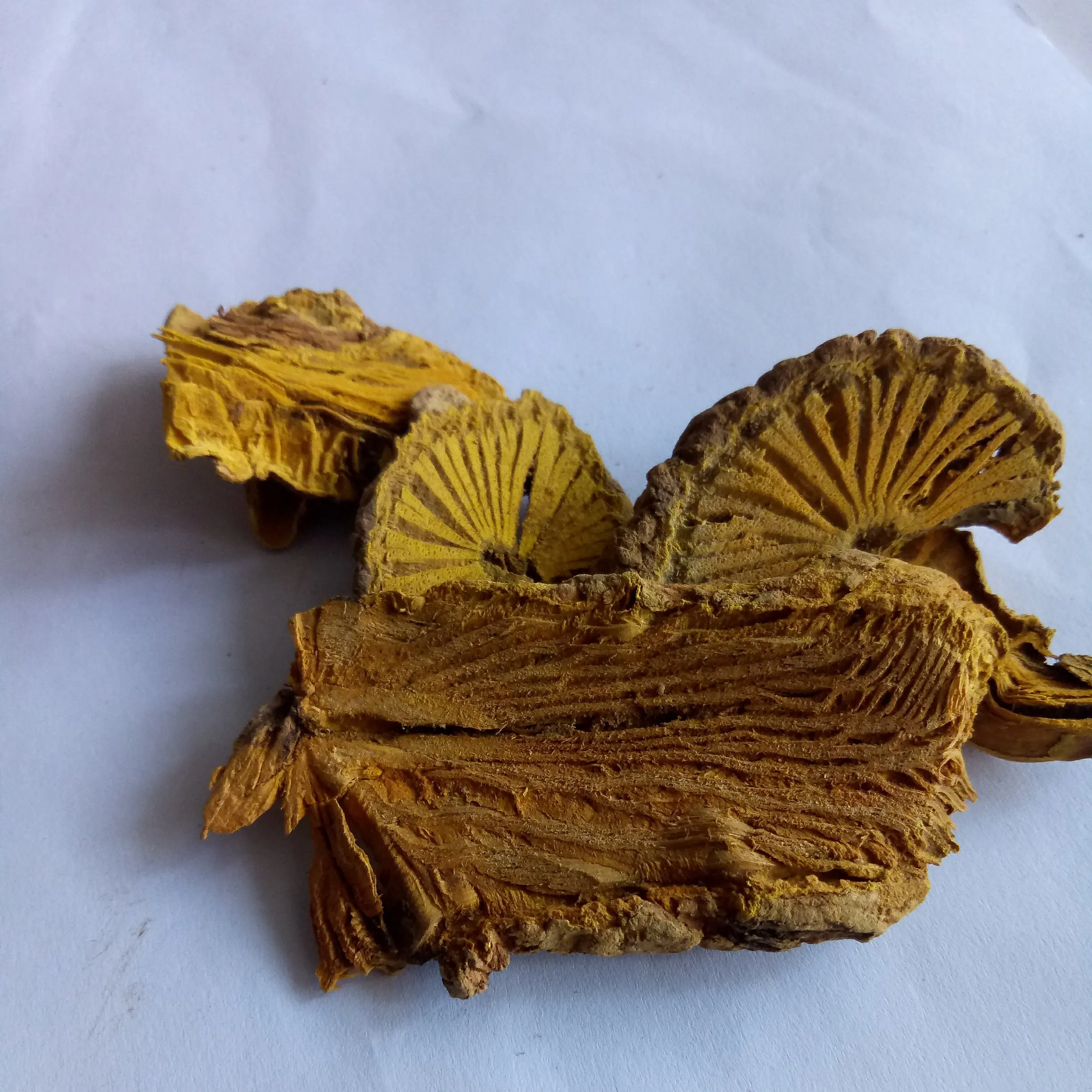 
dried botanical herb Caulis Fibraureae Common Fibraurea Stem slices 