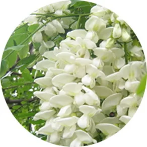 CGMP Завод натуральный экстракт софоры Японской Рутин NF11 или Кверцетин