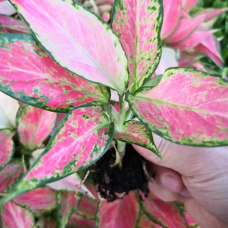  Искусственные саженцы aglaonema семена растений