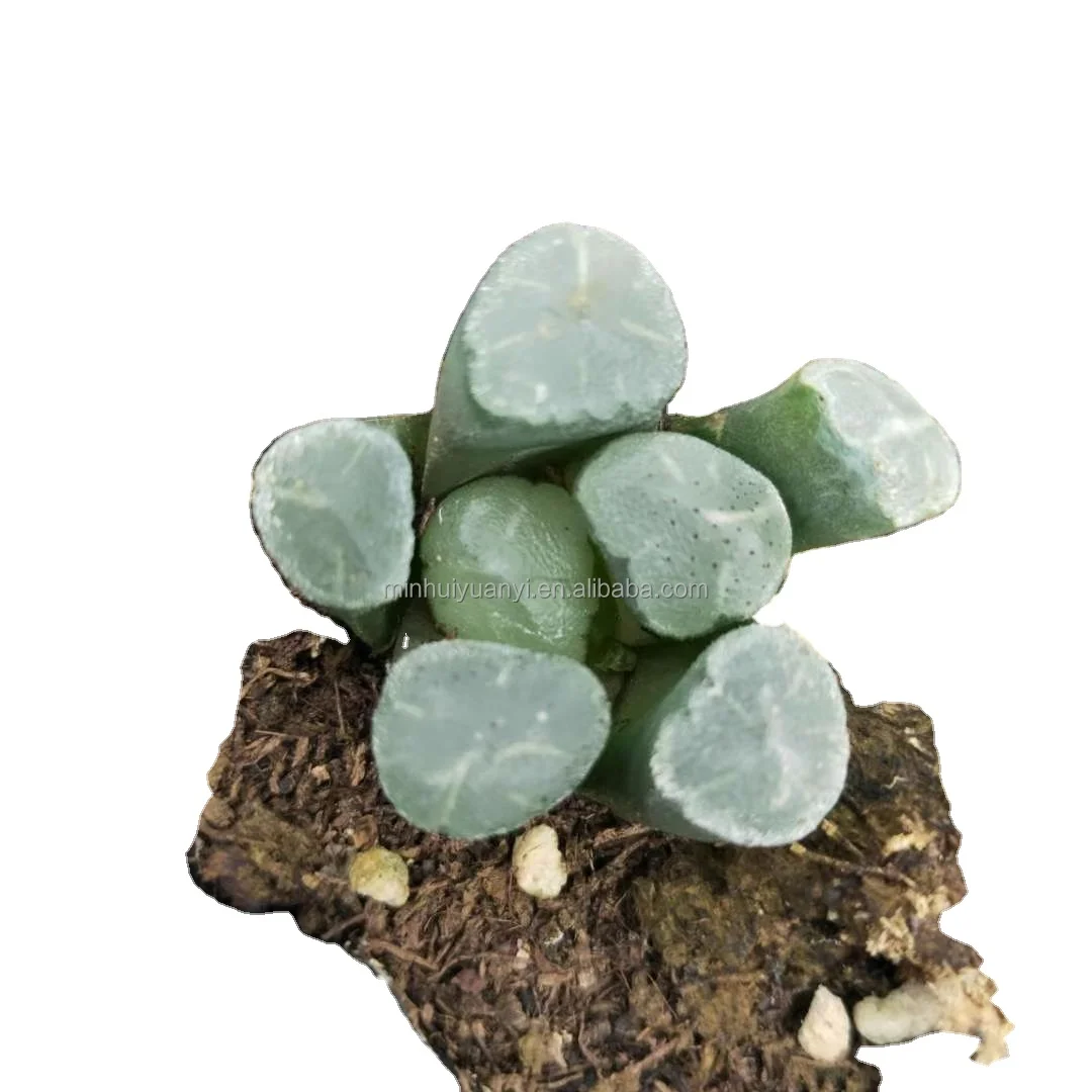 3-5cm Live Plant  Haworthia truncata SHINKIROU Decor for Nursery Real Natural Indoor Outdoor Plants