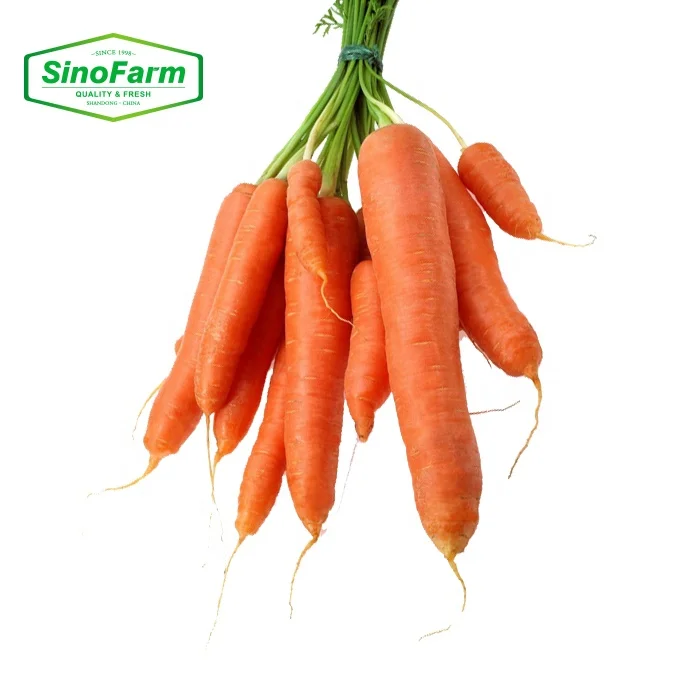 Wholesale Price Carrot Fresh Organic 150g 200g Orange Carrot Seeds Vegetable Factory Export