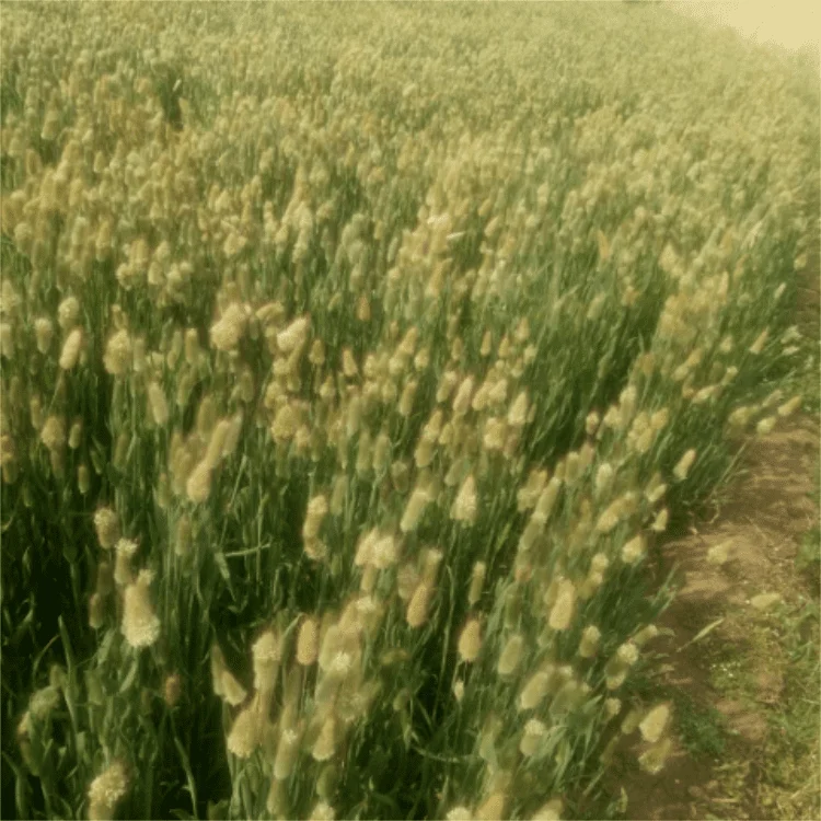 One Bundle of 50 Dried Bunny Tails Flower Stems Lagurus Ovatus Home Decoration Dried Flower Bouquet for Weddings