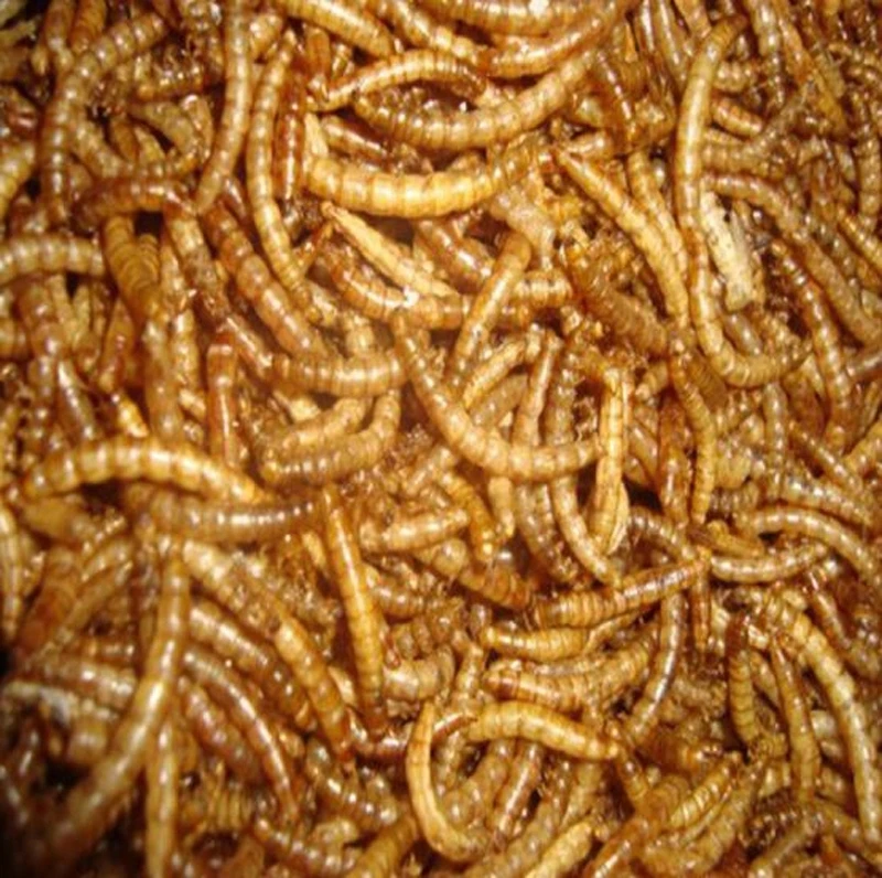 dry mealworm03.jpg_.webp