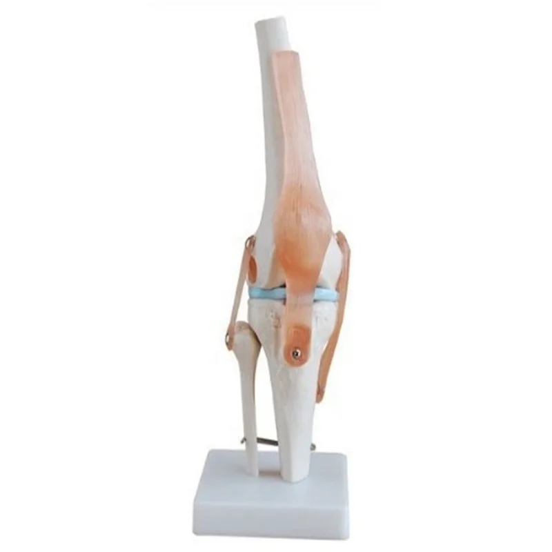 medical human knee joint model with muscle