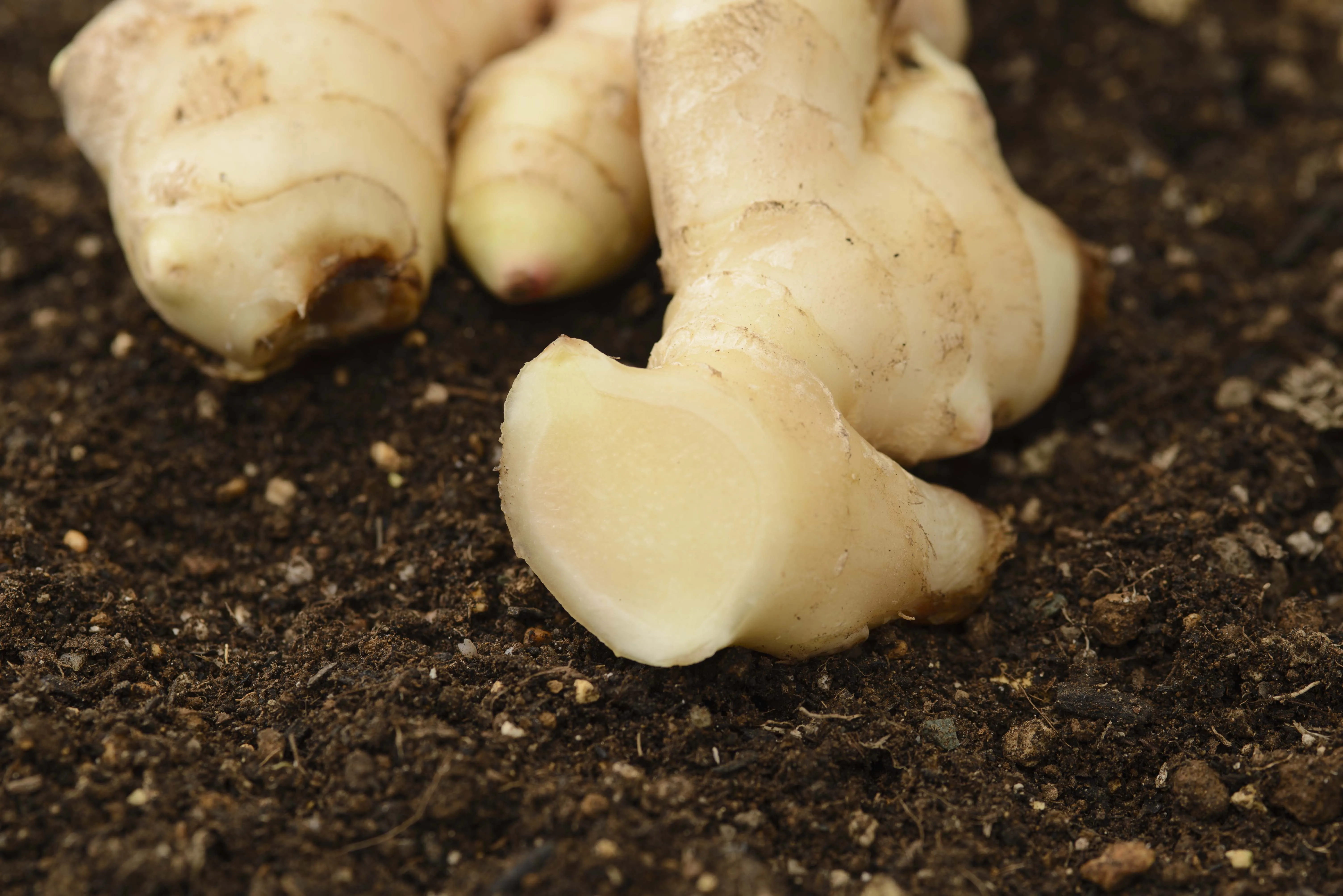 
Wholesale ginger honey drink supplement made in particular way 