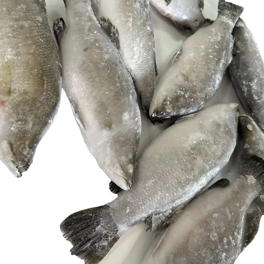 Factory basa fish Glazing 0-30% IQF basa fish Good price