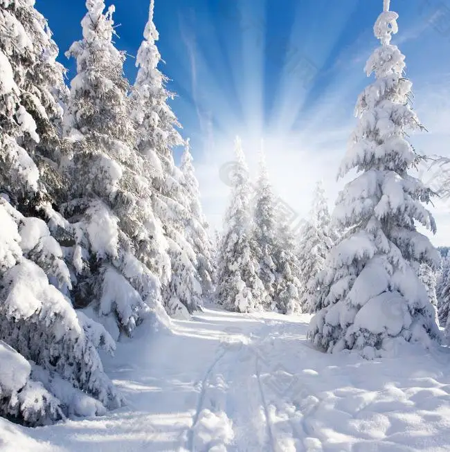 Высокий уровень выживания, семена японского кедра криптомерии