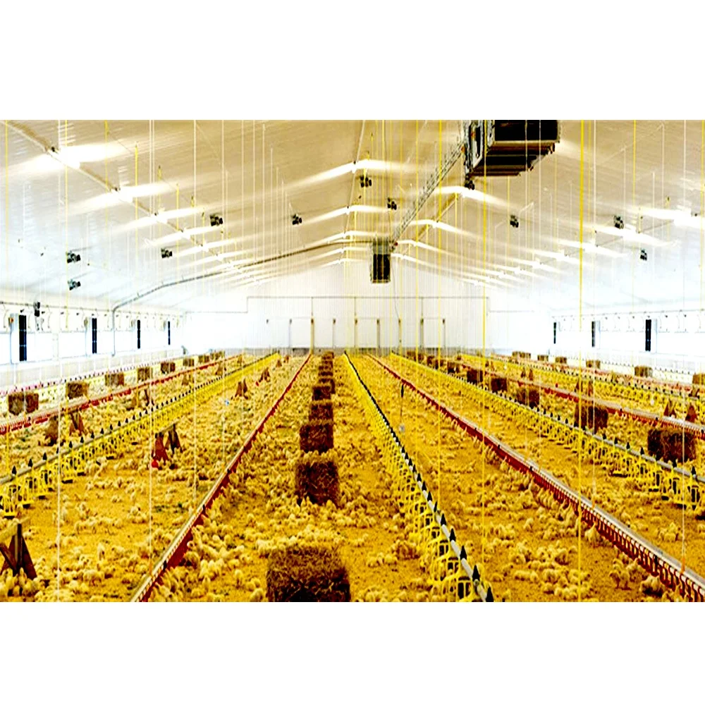 prefabricated prefab steel structure egg chicken poultry farm house building design for layers