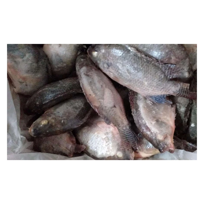 
Wholesale Whole Round Sea Farming Live Florida Tilapia Fish Frozen Tilapia 