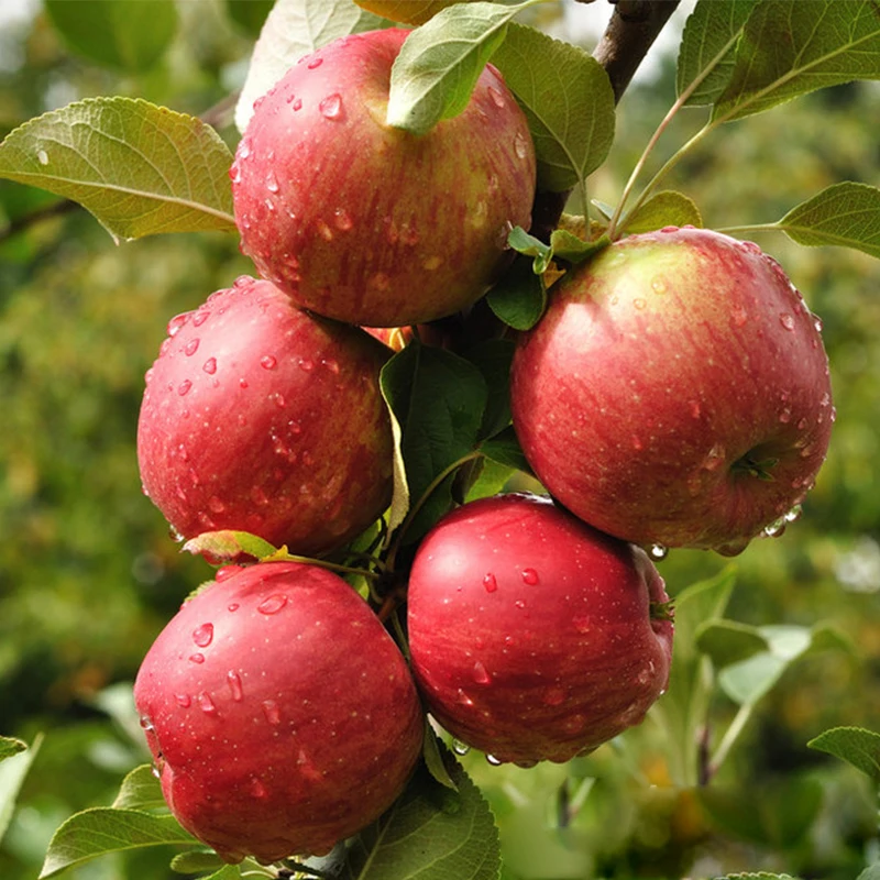 Китайские сладкие свежие яблоки fuji фрукты оптовая цена apple