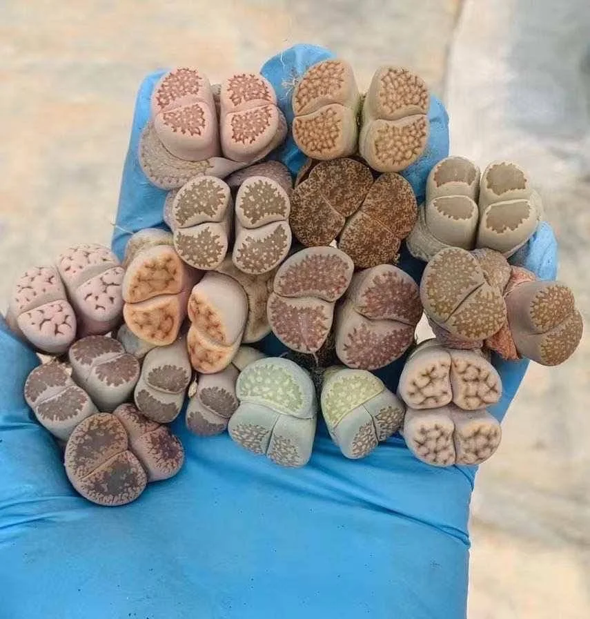 Wholesale indoor plantsStone flower