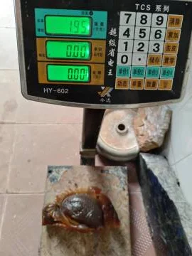 Hand carved crystal Carnelian agate geode  koi carp fish statue for home decoration