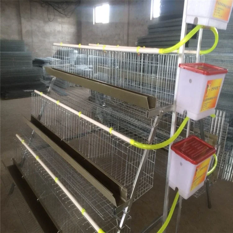 Automatic layer chicken cages with best price