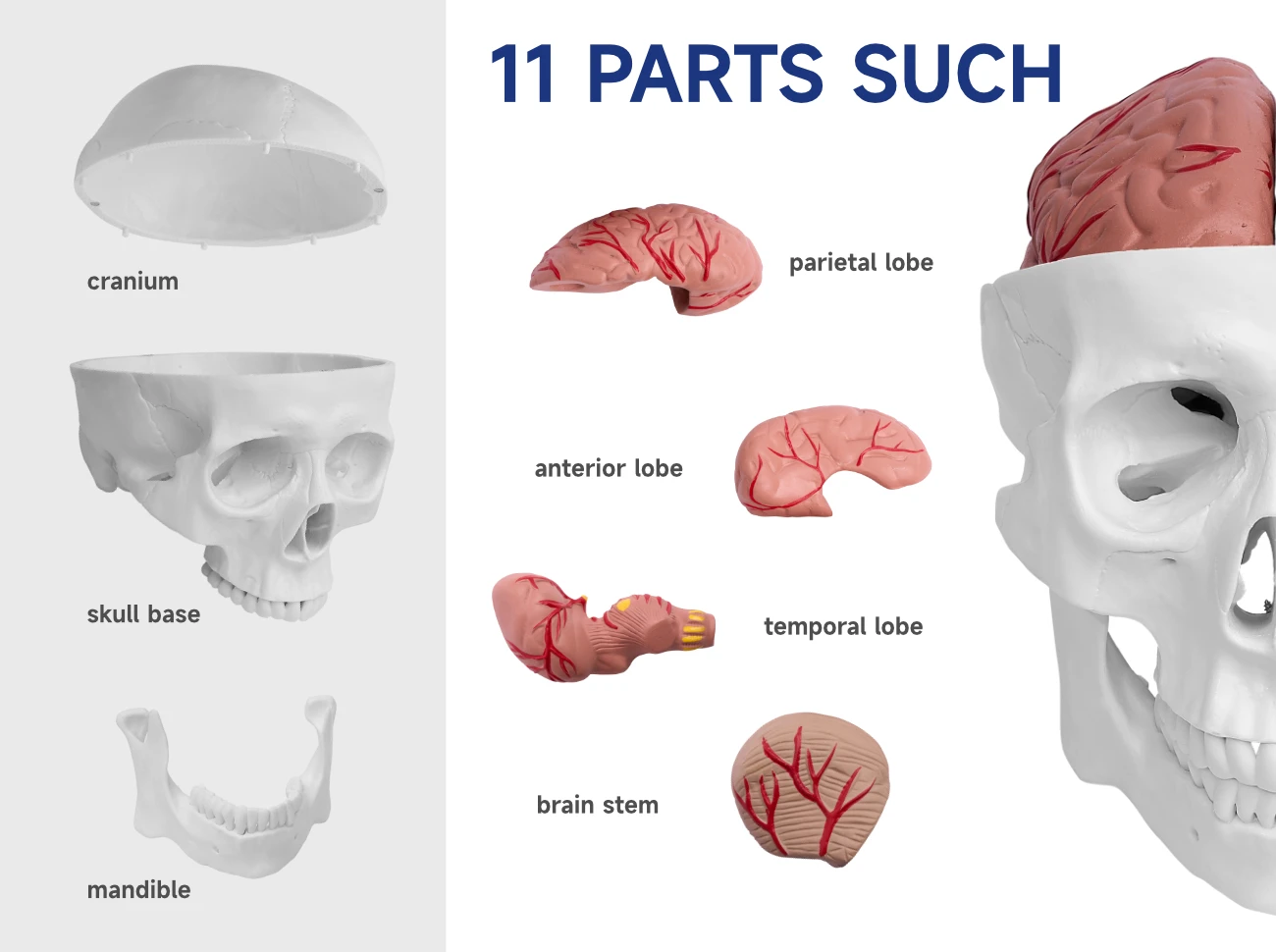BIX-A1011medical school the structure clearly  modelling lifelike  material wear-resistant skull model with 8 parts cerebral