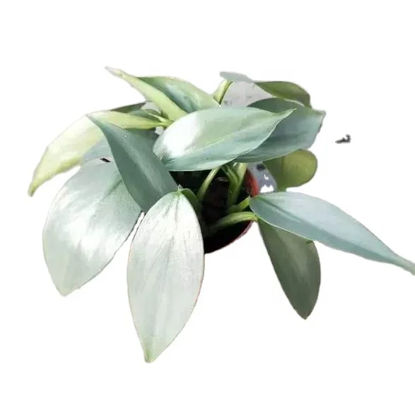 
Hotsale low price high quality philodendron silver sword hastatum natural ornamental live plants 
