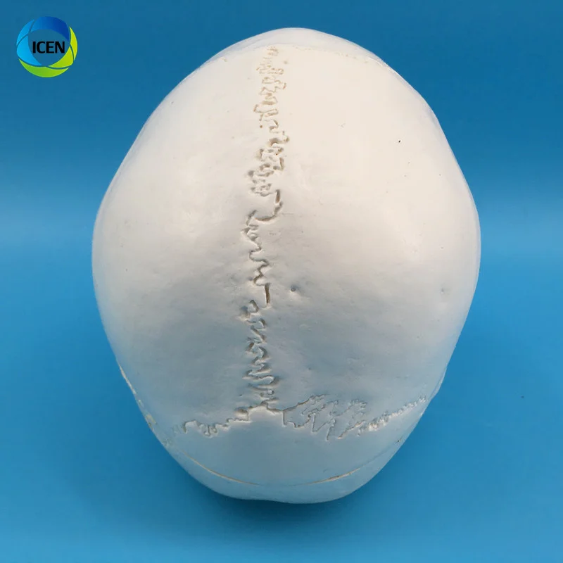 IN-M3 Human Skull Model 3-part Anatomical Model With Removable Skull Cranium Articulated Mandible For Medical Student Human