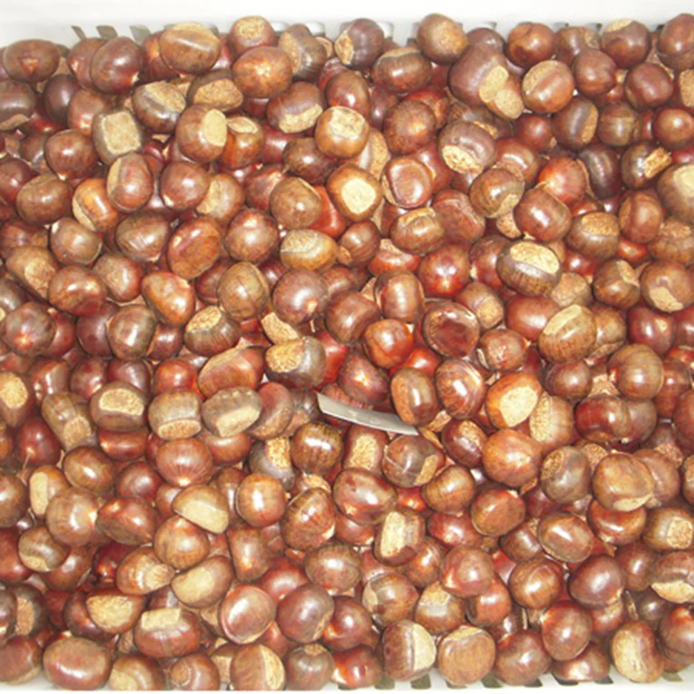 2021 New Crop Yanshan Harvesting Best Fresh Chestnuts