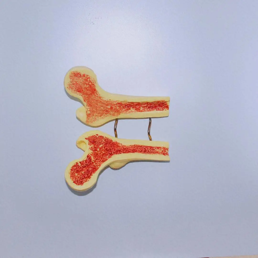 2021 new listing made of durable materials dedicated to teaching osteoporosis skeleton model