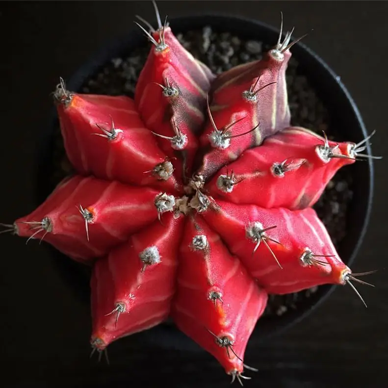 
Colorful Growing Live Cactus Mini Garden cactus Indoor Office Home Ornamental Colorful Growing Live C Colorful Growing Livactus 