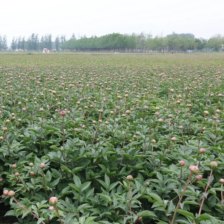 
yellow white red purple pink green black blue multi-colour herb peony cut flowers 