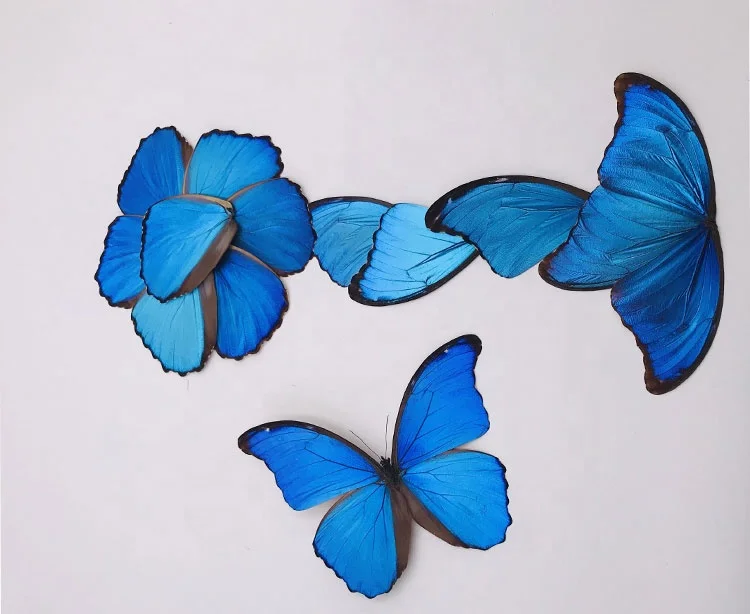 taxidermy DIY real unspread butterfly specimen Butterfly wing specimen DIY material butterfly wing