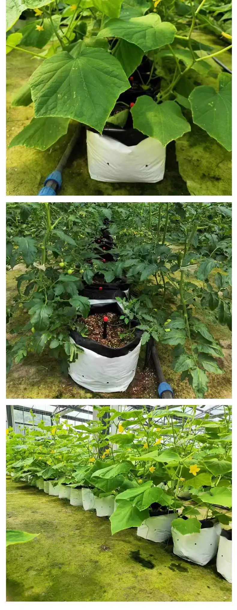 White / Black Hydroponic Plastic PE Poly Grow Pot Bag with bottom hole