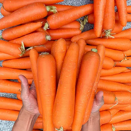 
Chinese new crop fresh carrot carrot supplier 