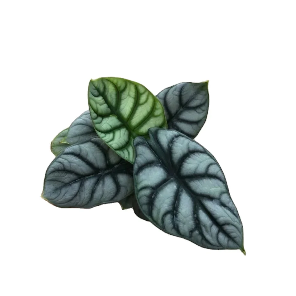 
Alocasia baginda Silver Dragon live plant 