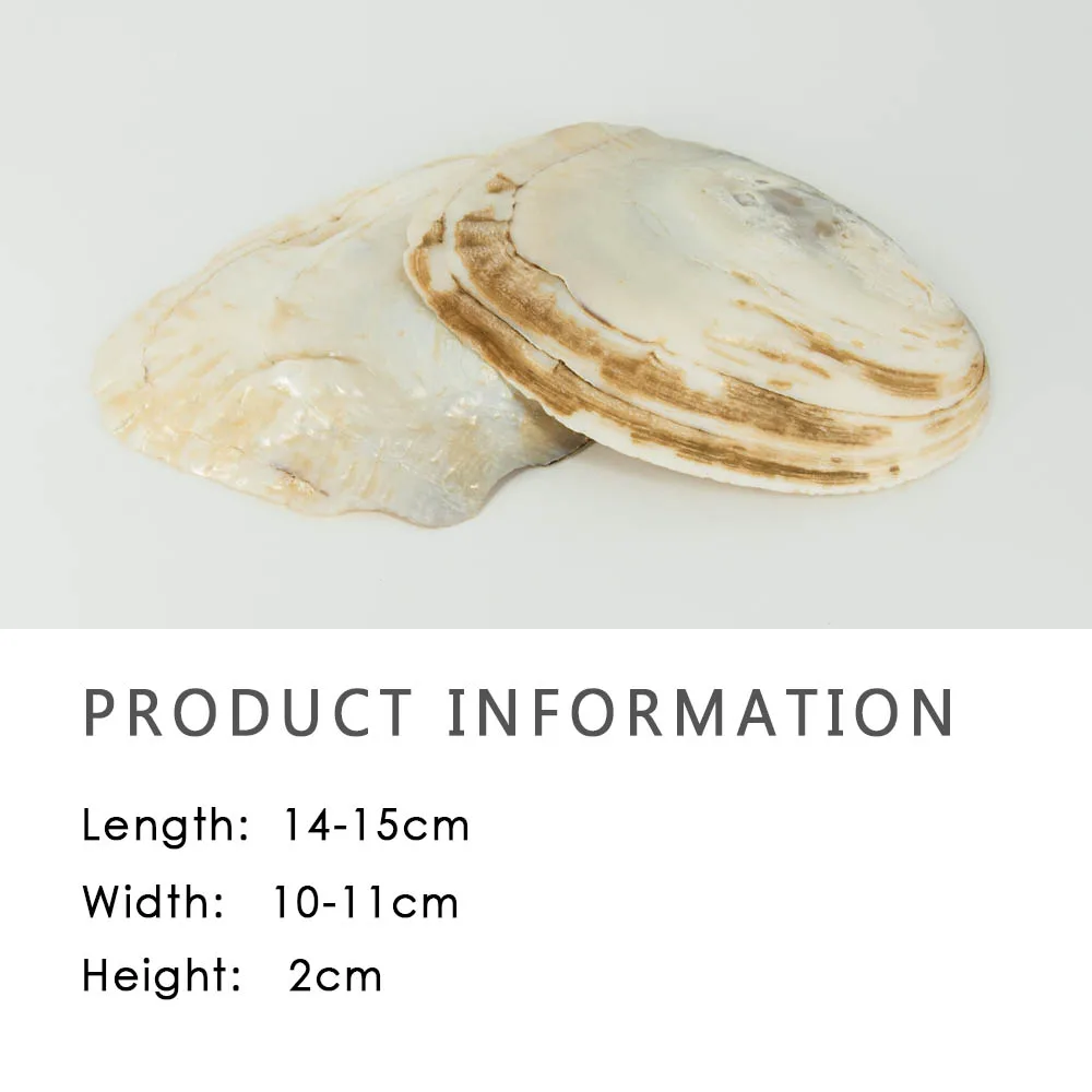 14-15cm Shell Natural Freshwater Polished Pearl Shell Oyster Mother of Pearl for DIY Crafts