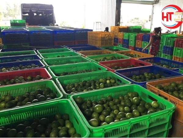 Оптовая продажа, органический зеленый лимонный зеленый лайм без семян лайма