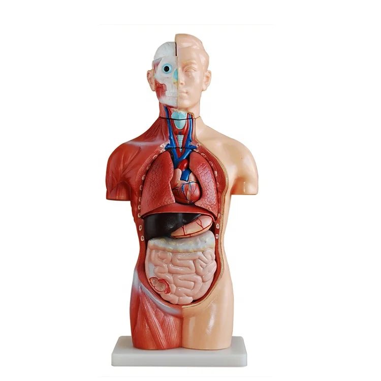 Advanced 18 Parts Anatomy Manikin SC-A1047 Asexual Torso Model for Hospital