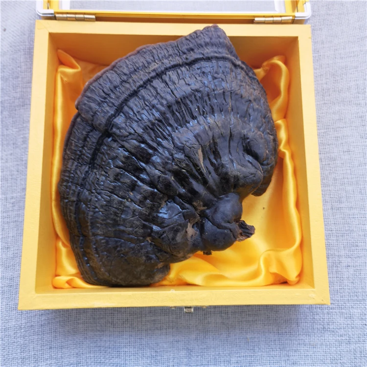 dried ganoderma lucidum.jpg