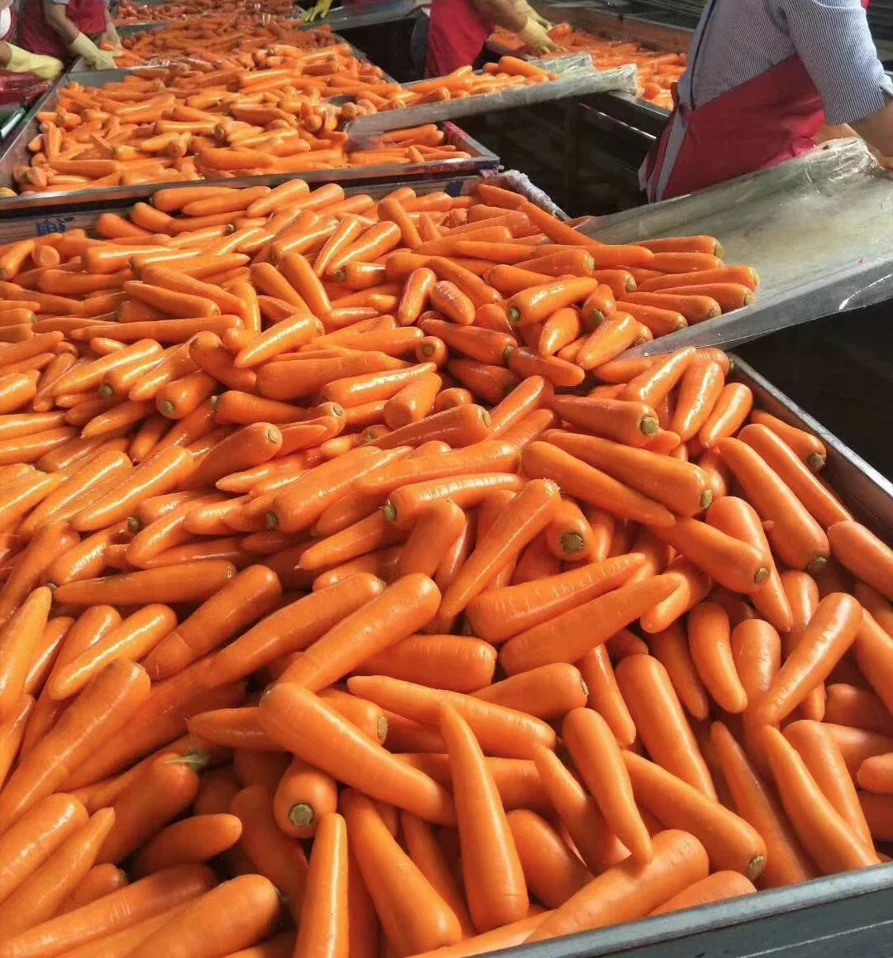 Carrot in China Fresh Crop Best Quality