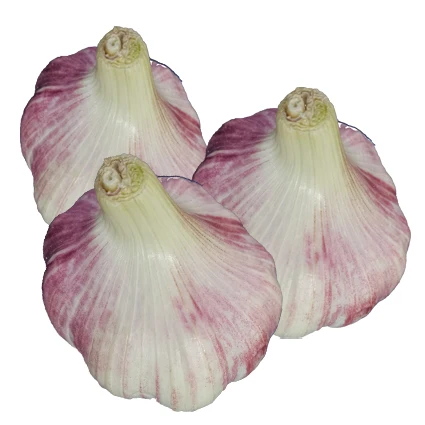 2021china cheap price new crop wholesale normal white and pure white garlic exported to Cambodia