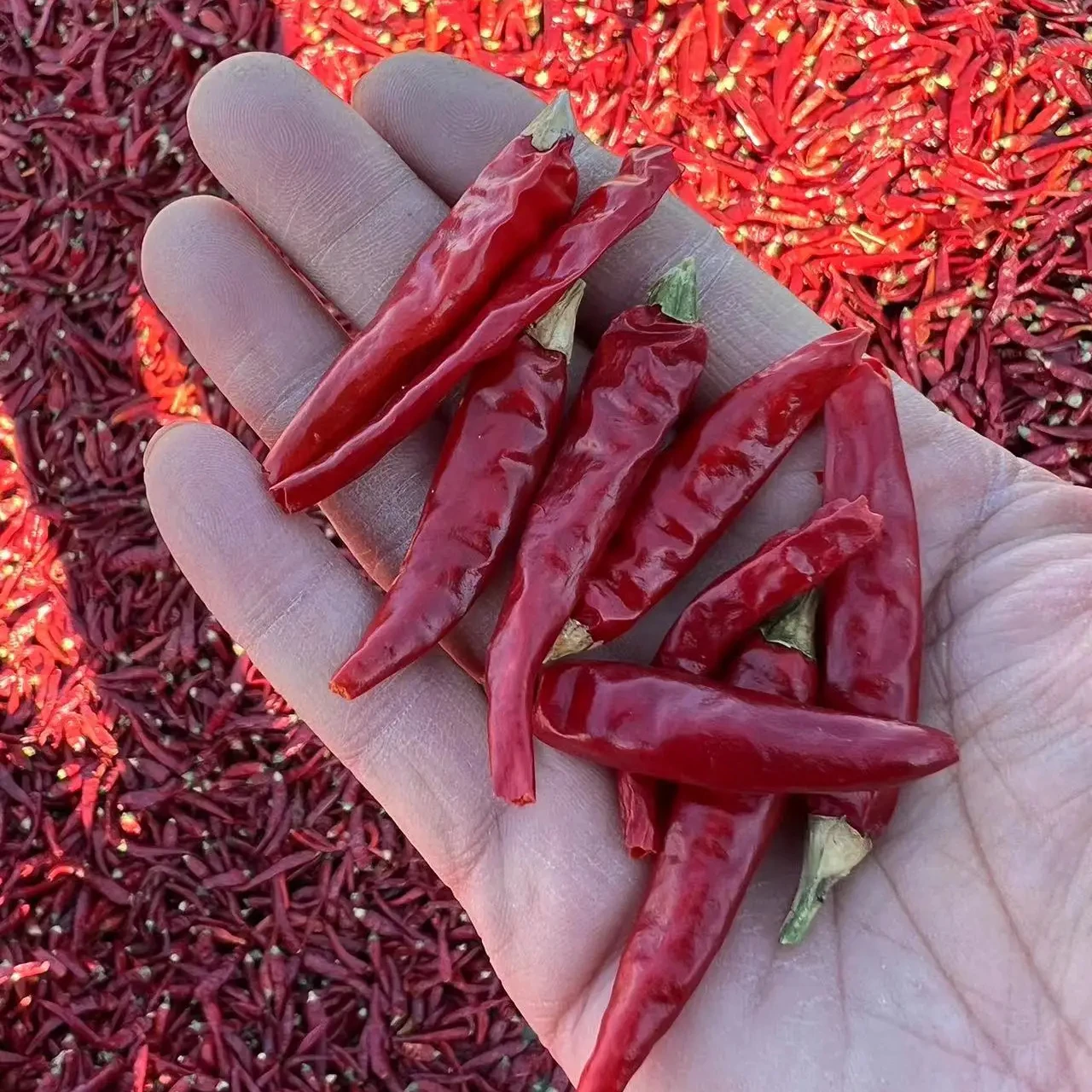 Dried Red Chilli with High Quality and Best Price from Vietnam-Best choice for your company