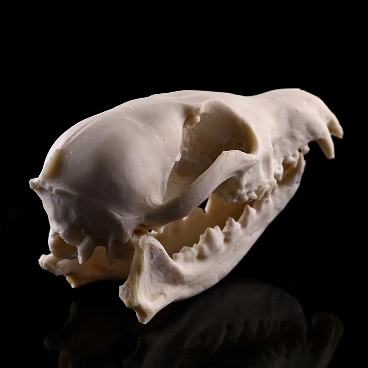 Halloween small resin animal  skull for decoration fox  simulation skull resin fox handicrafts