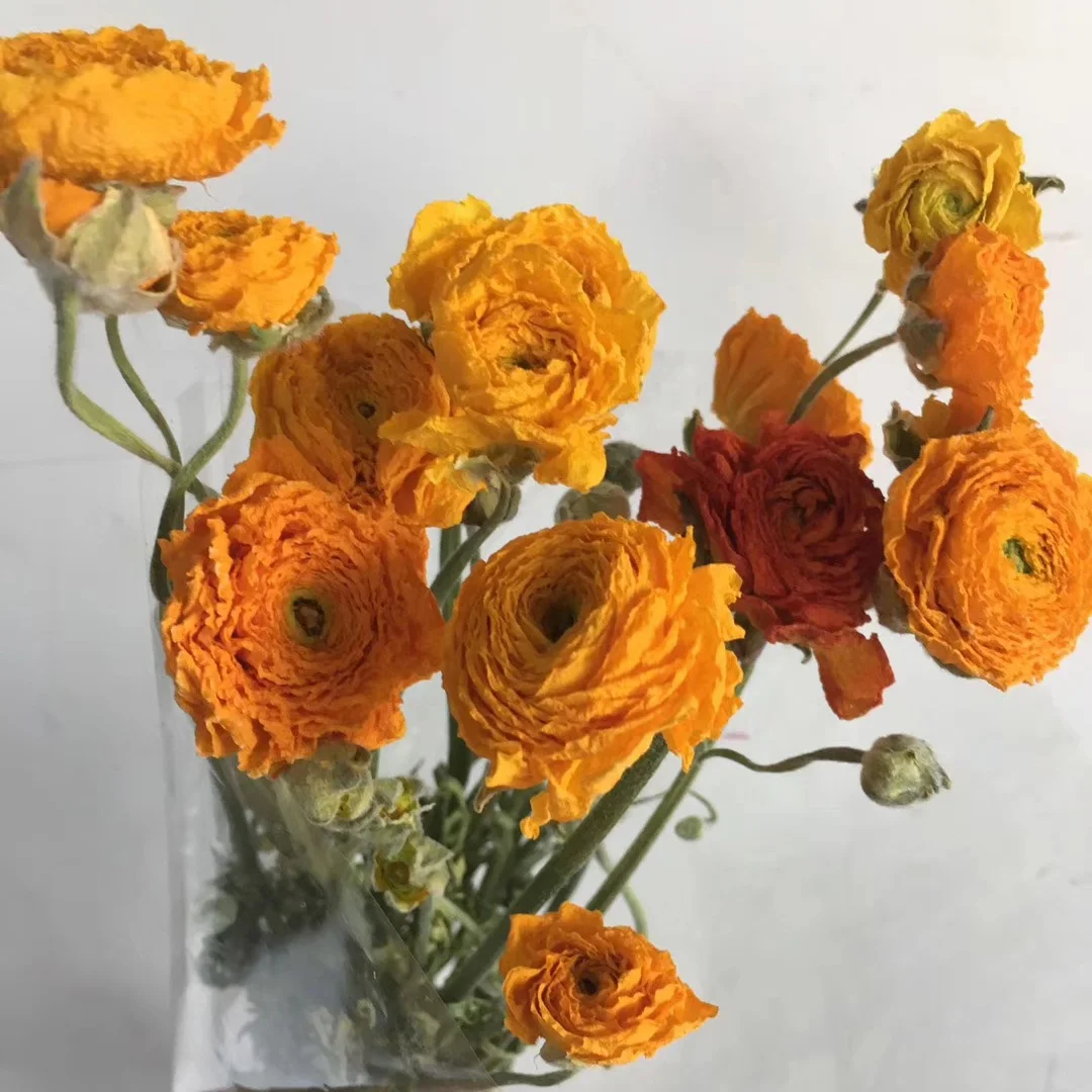 2020 new product dry peony flower from Kunming China