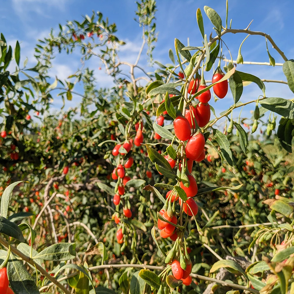 Красный Мощный QIZITO Ningxia полезный HACCP ISO Халяль Годжи