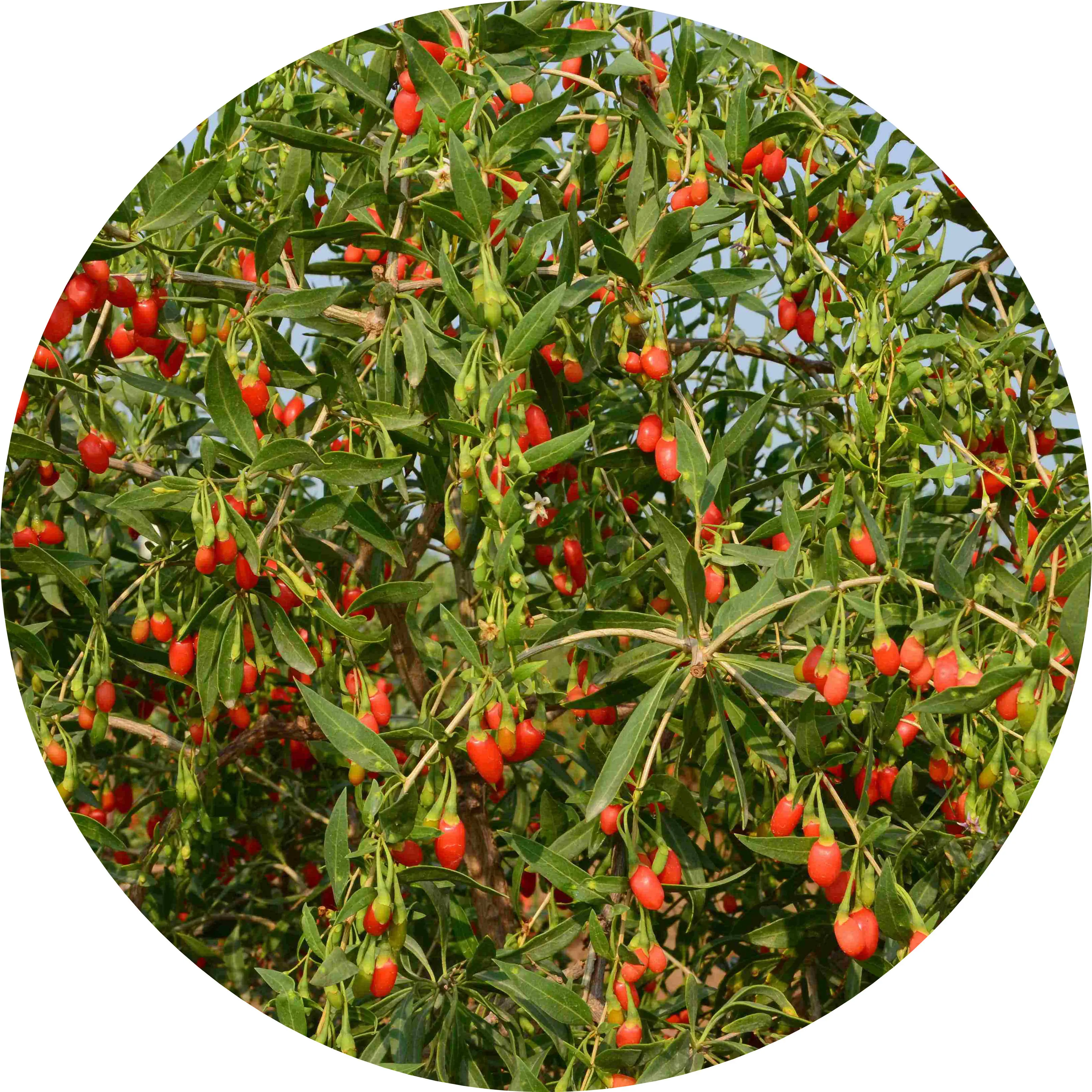 Hot Selling High Quality Organic Goji Berries Dried Chinese Red Wolfberry Fruit