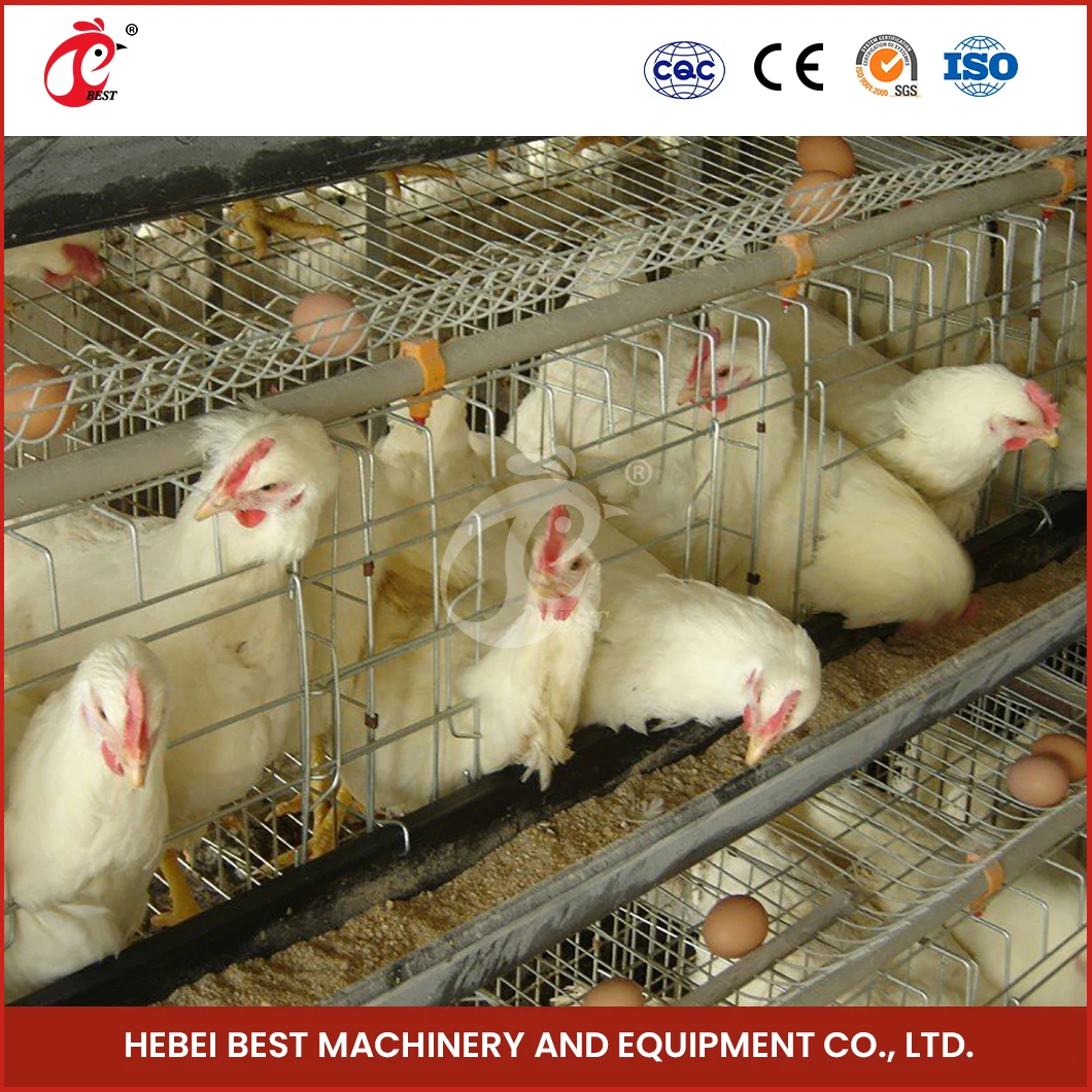 A Type Battery Layer Chicken Cages Automatic Egg Collector Chicken Cage Plans For Poultry Farm